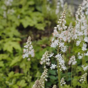 Brandywine Foamflower - Tiarella cordifolia 'Brandywine'