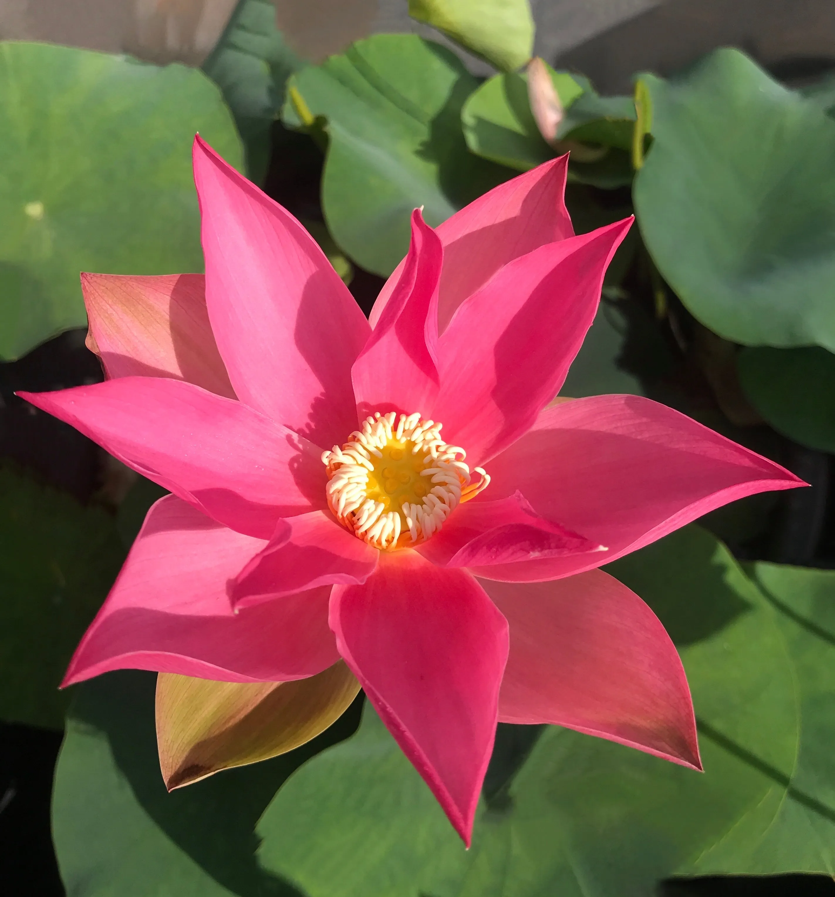 Brocade On Red Cloth Lotus <br> Rich, Warm, Red Flowers!