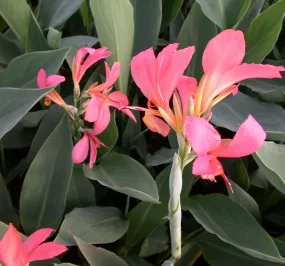 Canna Longwood 'Erebus' (Bare Root)