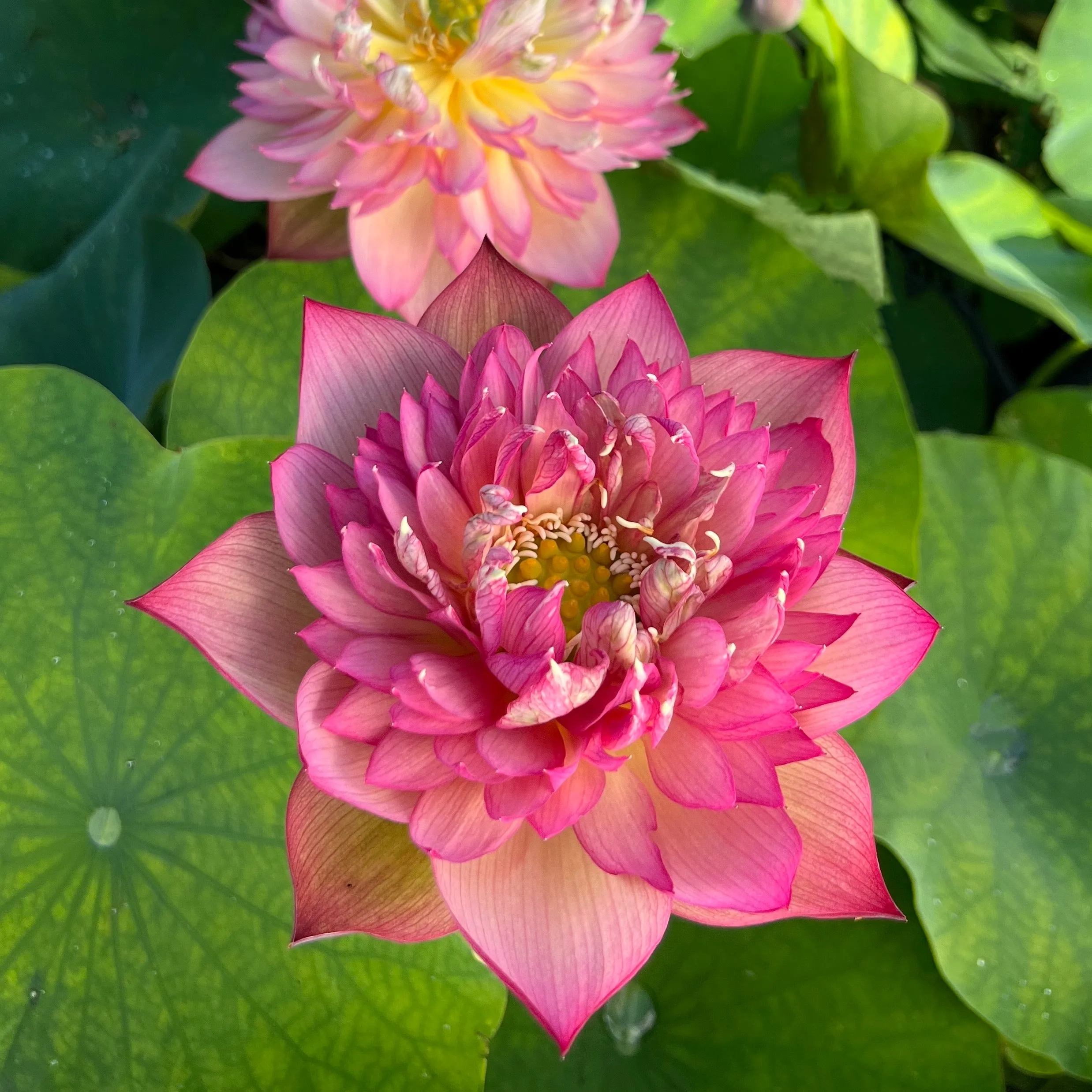 Chinese Lark Lotus