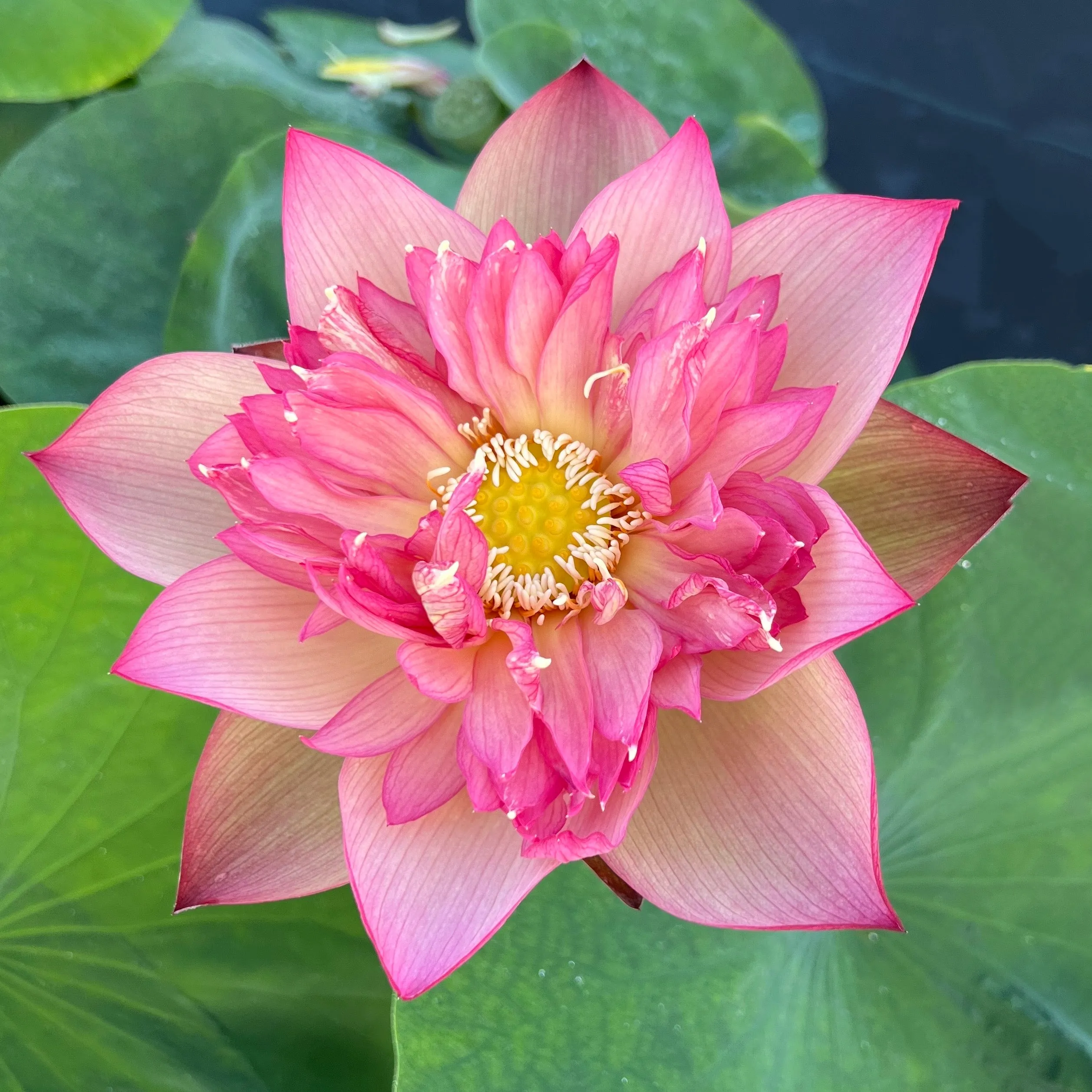 Chinese Lark Lotus