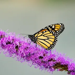 Dense Blazing Star - Liatris spicata