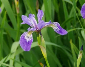 Iris Blue