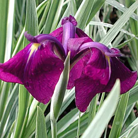 Iris 'Variegata'