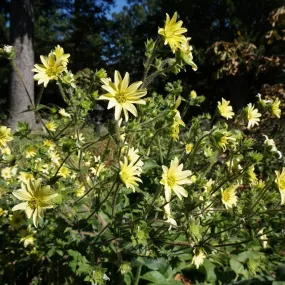 Mohr's Rosinweed - Silphium mohrii