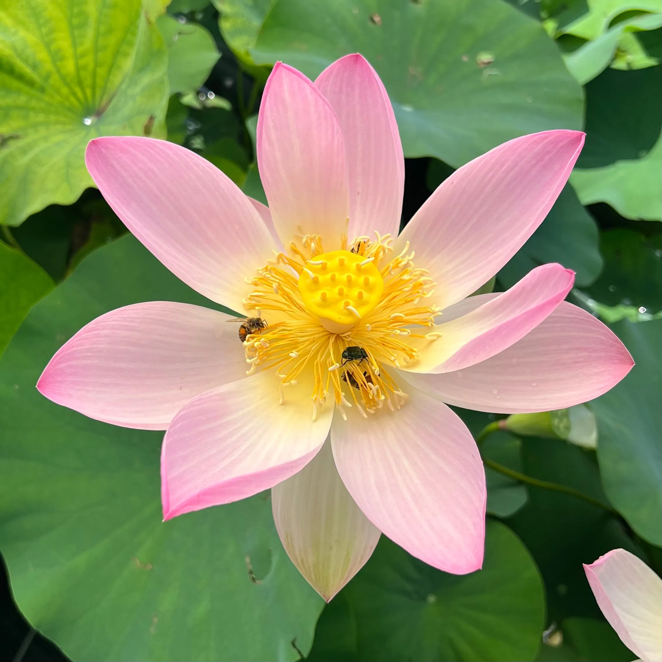 Patricia Garrett Lotus<br>Dancing flowers held high above the foliage!