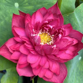 Red Canal Lotus   <br>  Vibrant Red!