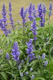 Salvia Victoria Blue