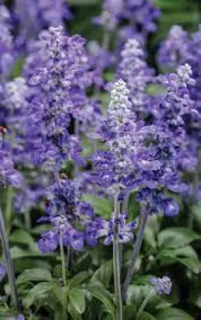 Salvia Victoria Blue