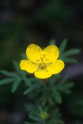 Tundra Rose - <i>Potentilla fruticosa</i>