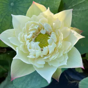 Vermillion Inlaid Gold Lamp Lotus