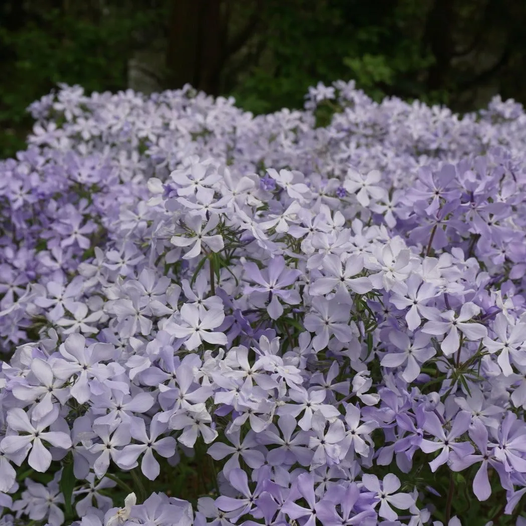 Woodland Phlox - Phlox divaricata